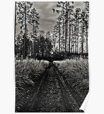 autumnal sunny black and white afternoon forest road Poster