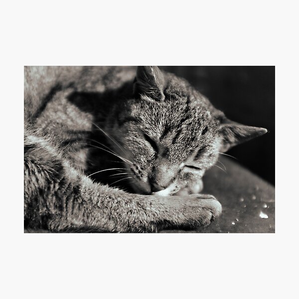 Item preview, sleepy black and white snuggy cat designed and sold by Michael Hofmann.