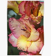 Gladiolus Delight Poster