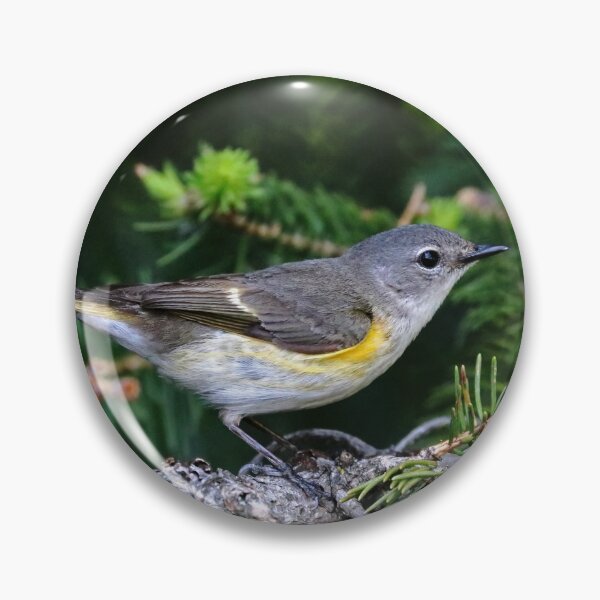 Item preview, American Redstart Female designed and sold by Deb Oppermann.