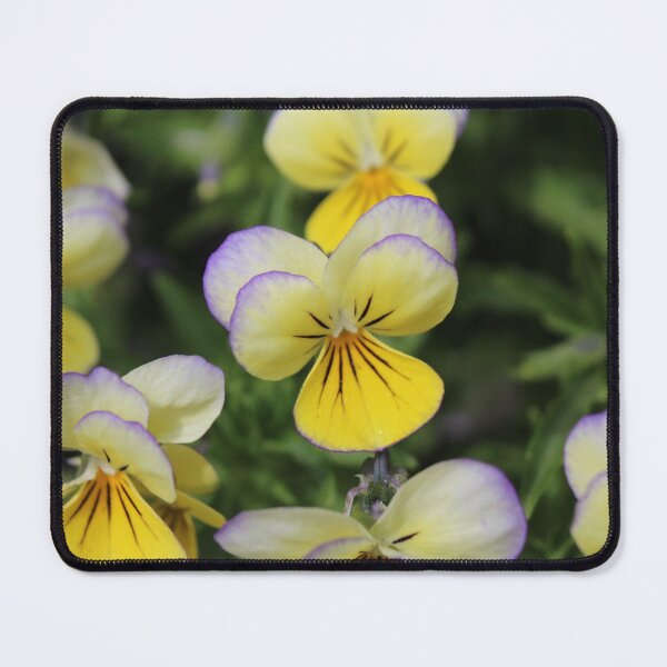 Item preview, yellow violas designed and sold by ELMbytheriver.