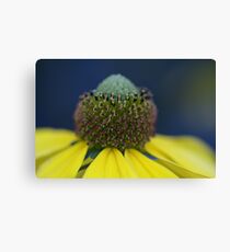 Plume Canvas Print