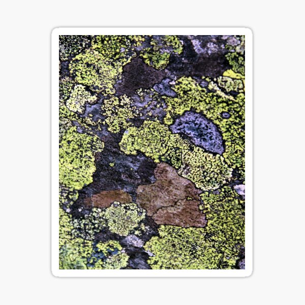 Item preview, lichen designed and sold by KathleenDawson.