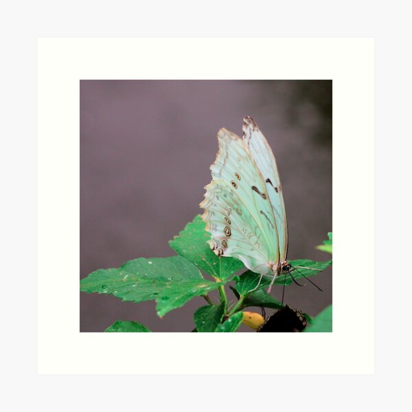 Graceful Green Veined White Butterfly Perched on a Verdant Leaf Art Print