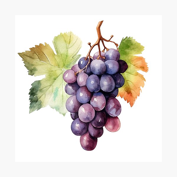 Item preview, Grapes watercolor illustration designed and sold by enipra.