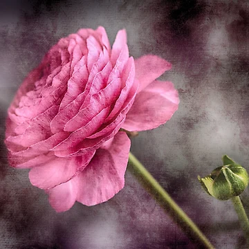 Artwork thumbnail, Pink Ranunculus Flower by James DeFazio
