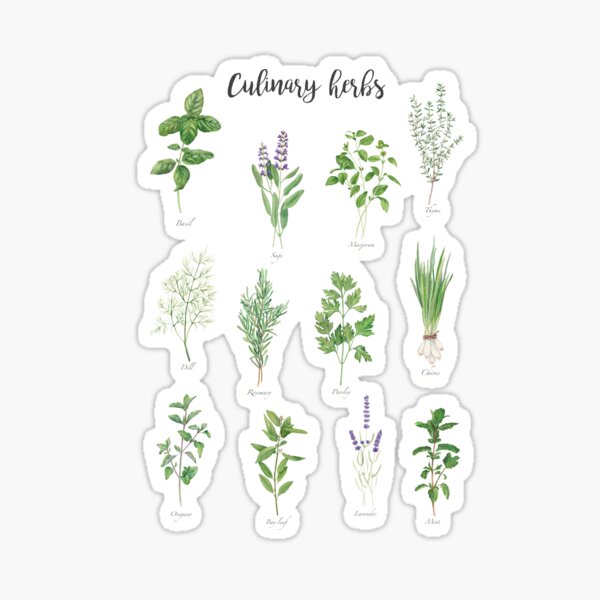 Item preview, Culinary herbs designed and sold by InnaPatiutko.