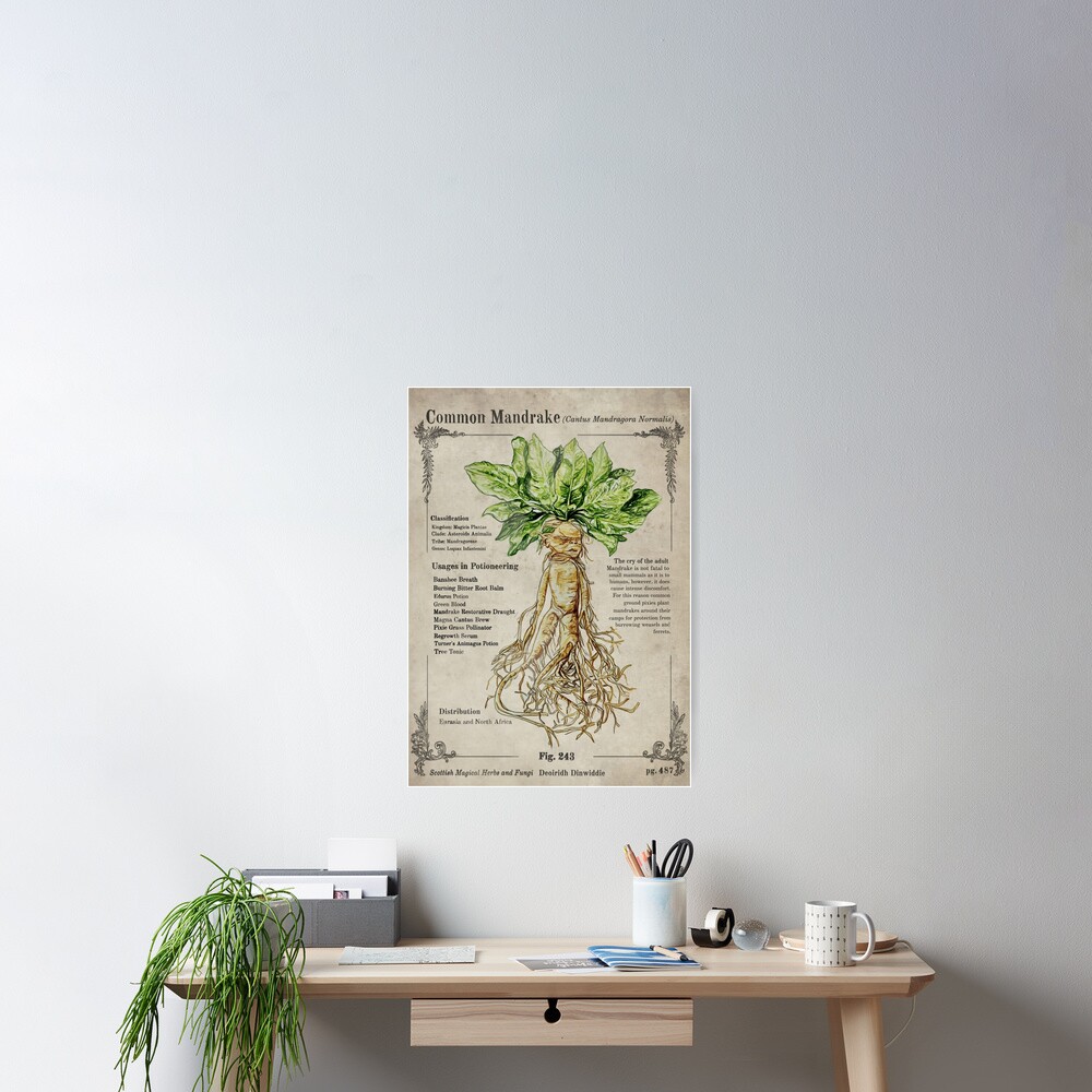 Poster The Mandrake - Herbology