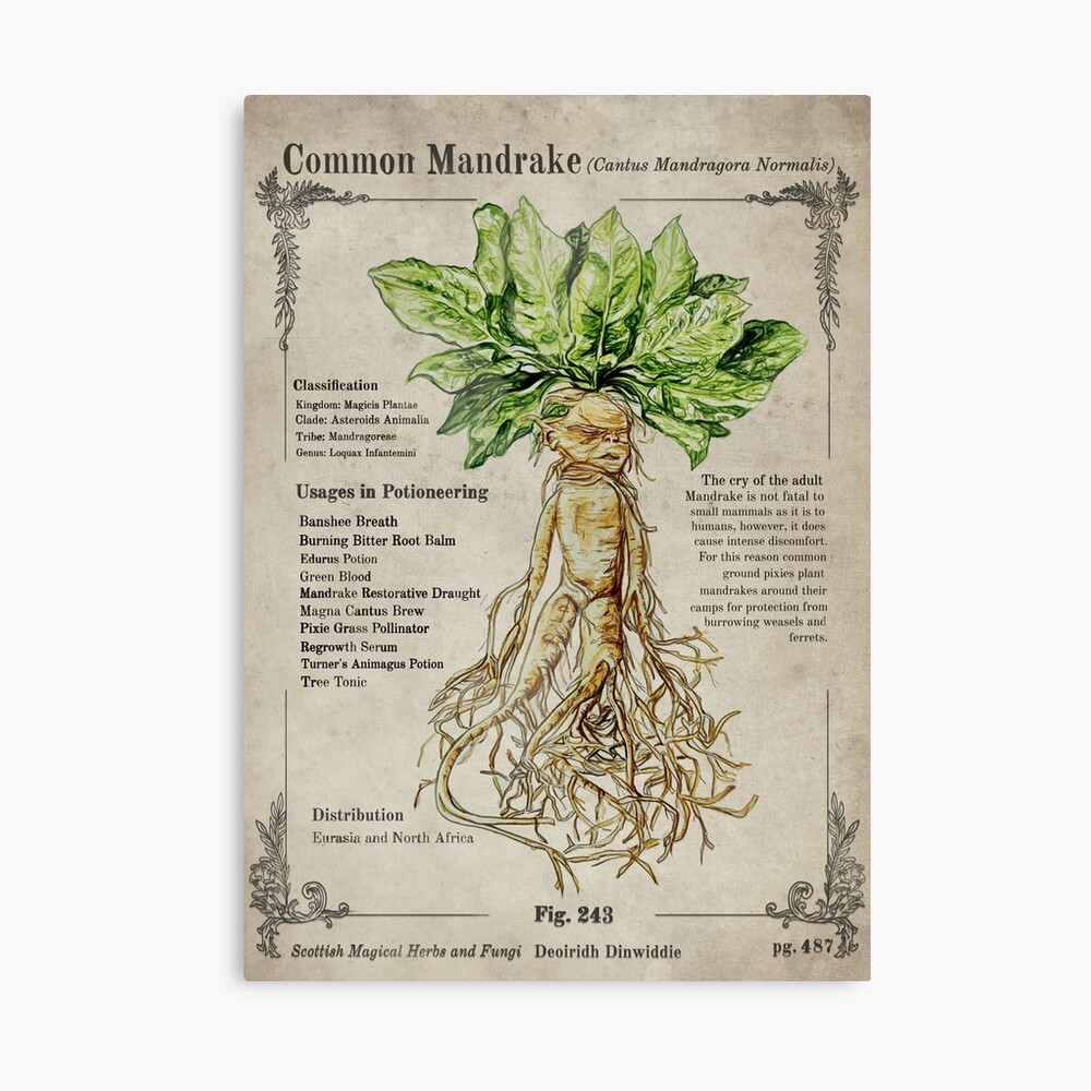 mandrake