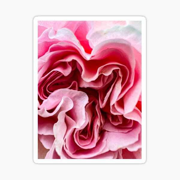 Rose #2 Sticker