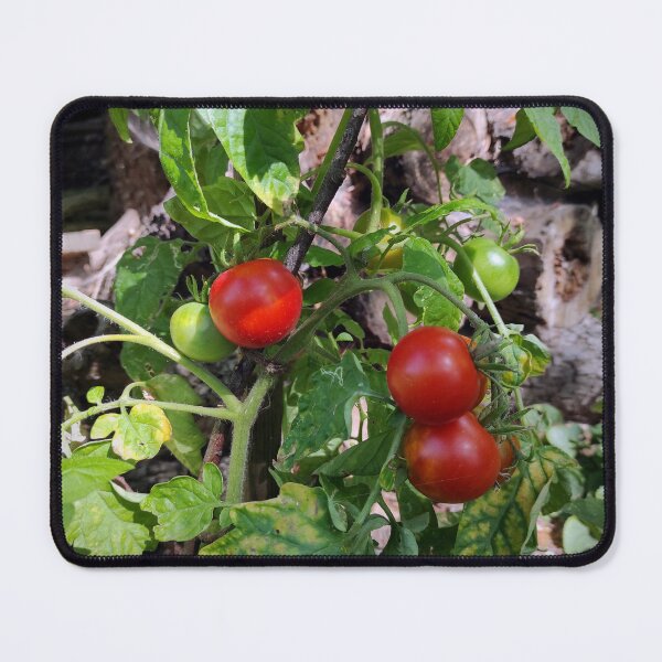 Item preview, Tomatoes ripe for harvest designed and sold by Gourmetkater.