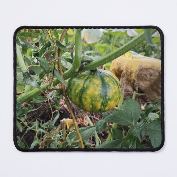 Item preview, Green pumpkin in the garden designed and sold by Gourmetkater.