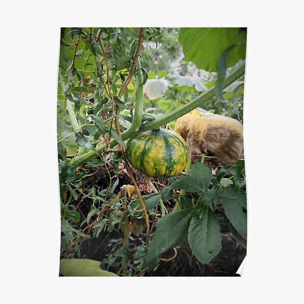 Grüner Kürbis im Garten Poster