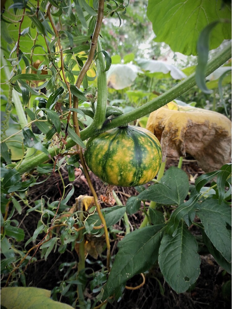 Thumbnail 3 von 3, Sticker, Grüner Kürbis im Garten designt und verkauft von Gourmetkater.