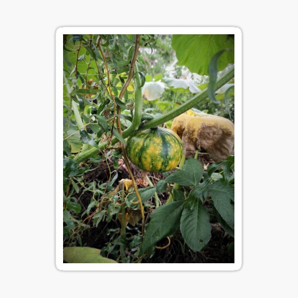 Grüner Kürbis im Garten Sticker