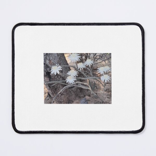 Item preview, Night blooming Cereus cactus designed and sold by Scruffy-Sid.