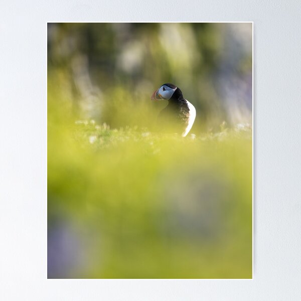 Item preview, Puffin in wildflowers designed and sold by Kay Roxby.