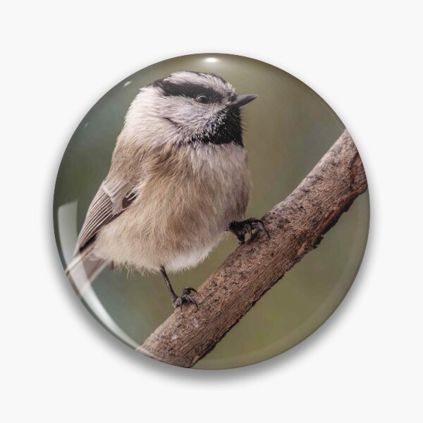 Item preview, Mountain Chickadee Perched on a Branch designed and sold by Jeff Goulden Photography.
