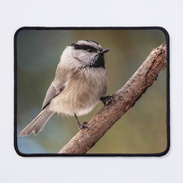 Item preview, Mountain Chickadee Perched on a Branch designed and sold by Jeff Goulden Photography.