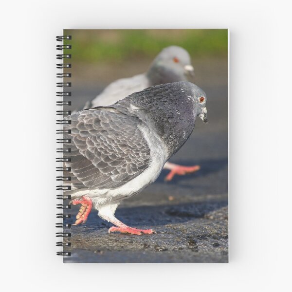Item preview, Pigeon courtship designed and sold by GreyFeatherPhot.