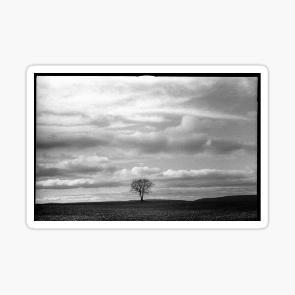 Lonely Old Tree Sticker