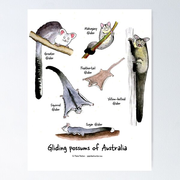Item preview, Gliding possums of Australia designed and sold by Paula Peeters.