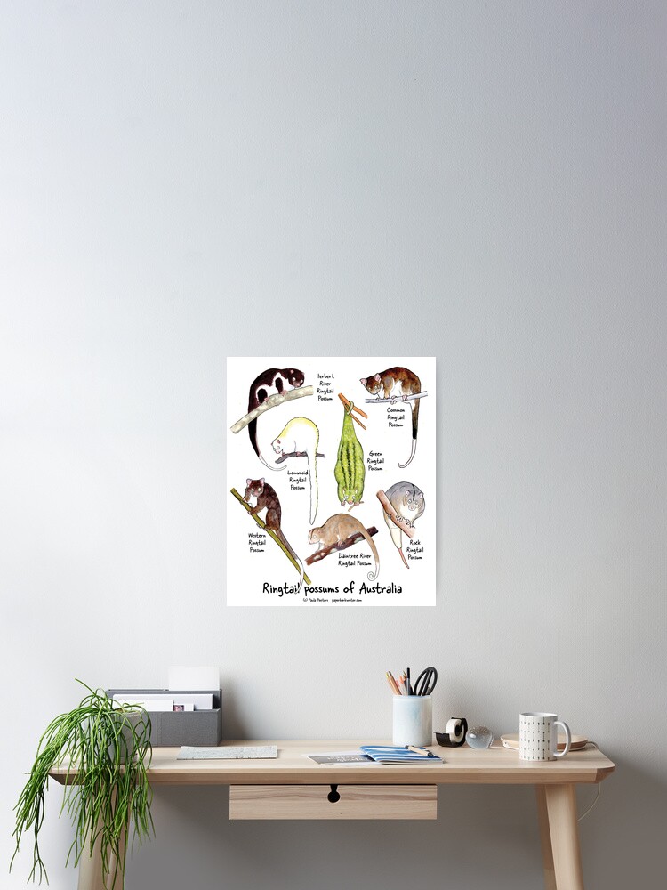 Thumbnail 2 of 3, Poster, Ringtail possums of Australia designed and sold by PaperbarkW.