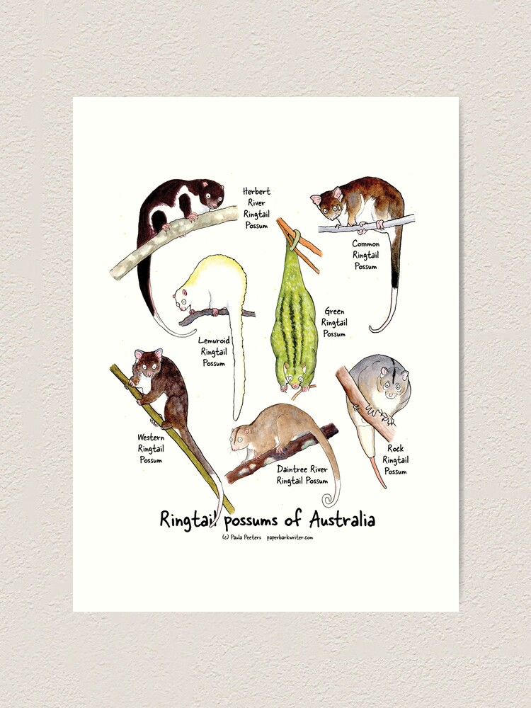 Thumbnail 1 of 3, Art Print, Ringtail possums of Australia designed and sold by PaperbarkW.