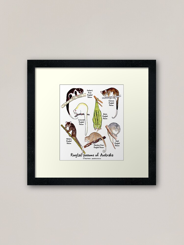 Thumbnail 1 of 7, Framed Art Print, Ringtail possums of Australia designed and sold by PaperbarkW.