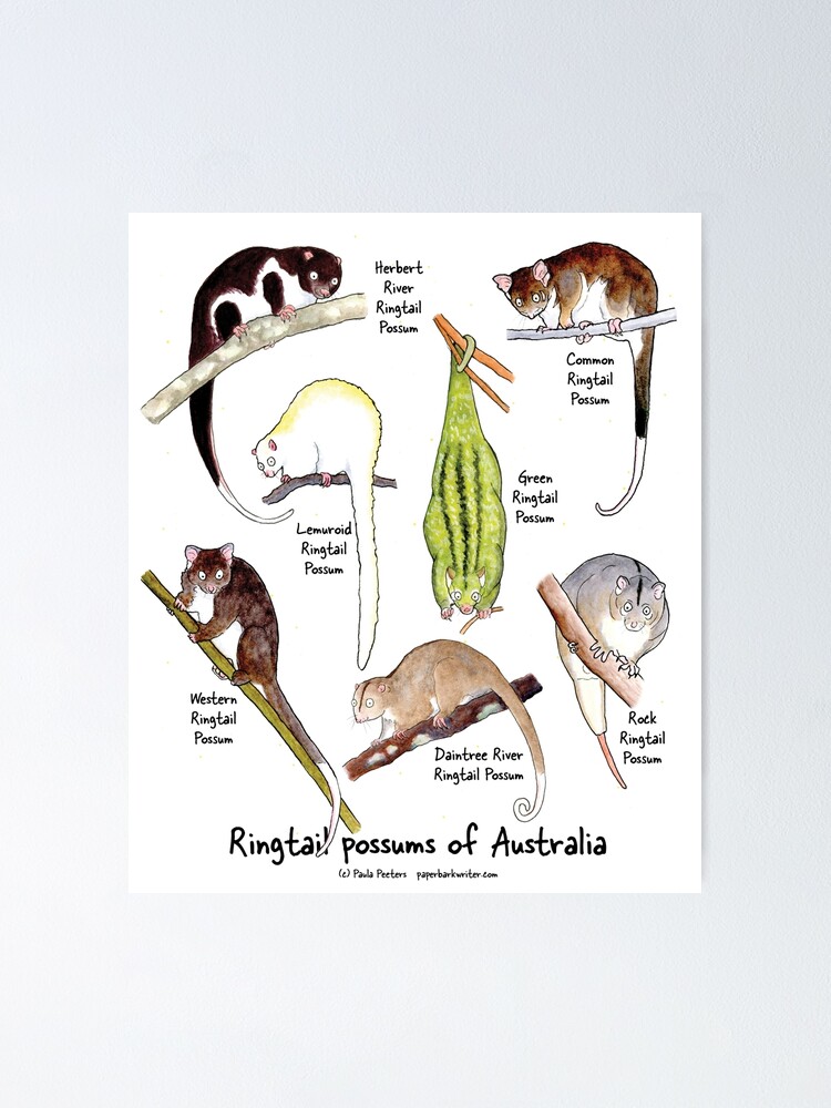 Thumbnail 1 of 3, Poster, Ringtail possums of Australia designed and sold by PaperbarkW.