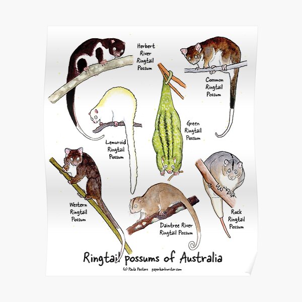 Ringtail possums of Australia Poster