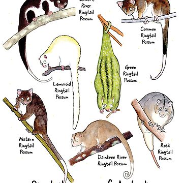 Artwork thumbnail, Ringtail possums of Australia by Paula Peeters