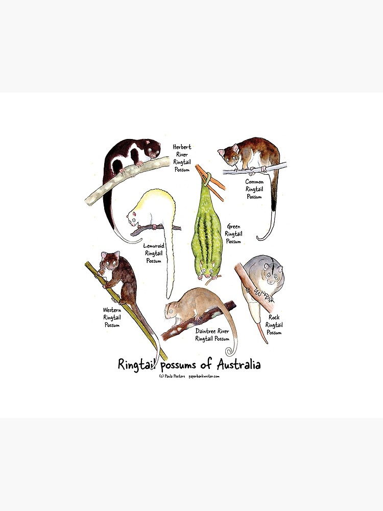 Thumbnail 2 of 2, Duvet Cover, Ringtail possums of Australia designed and sold by PaperbarkW.