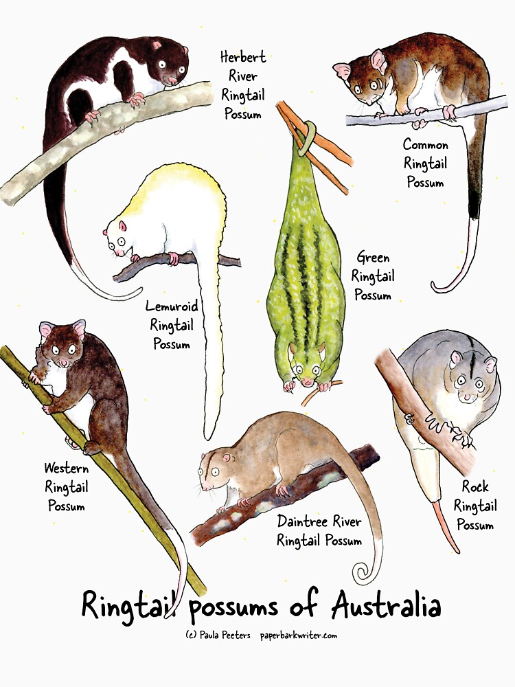 Thumbnail 3 of 3, Racerback Tank Top, Ringtail possums of Australia designed and sold by PaperbarkW.