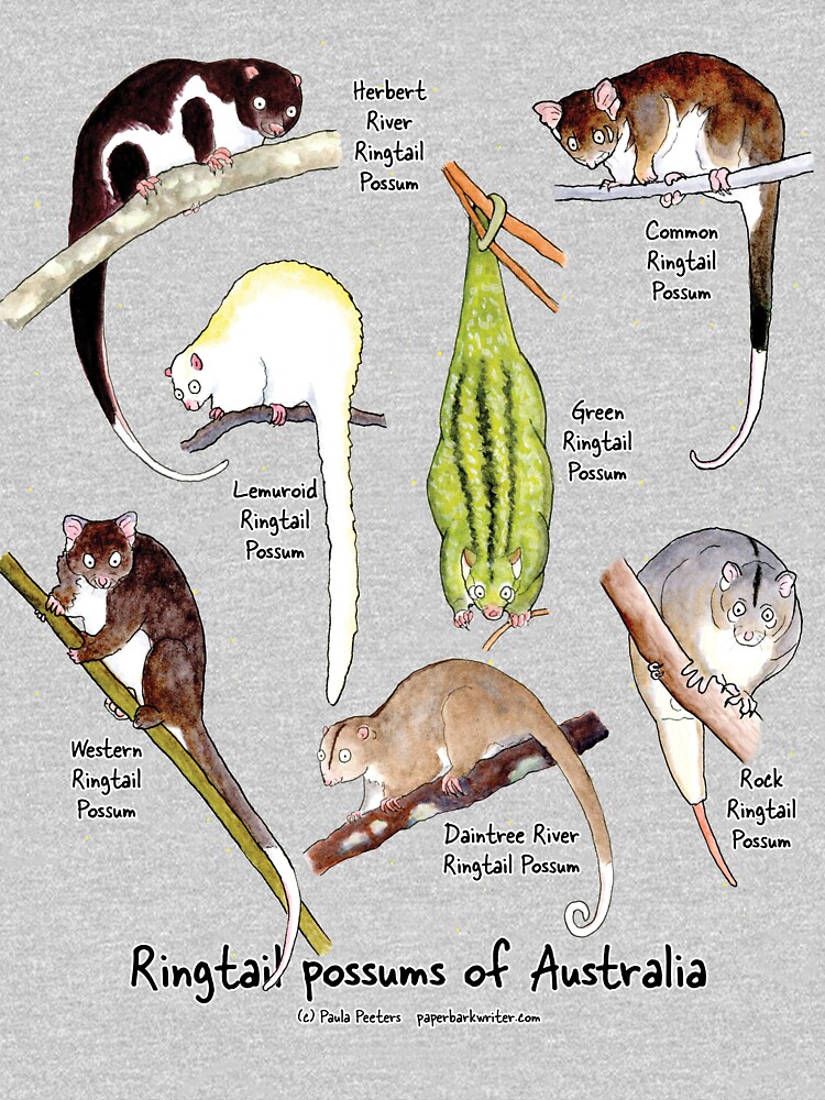 Thumbnail 3 of 3, Fitted Scoop T-Shirt, Ringtail possums of Australia designed and sold by PaperbarkW.