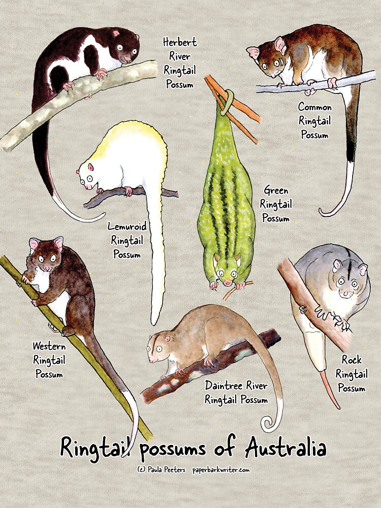 Thumbnail 7 of 7, Pullover Sweatshirt, Ringtail possums of Australia designed and sold by PaperbarkW.