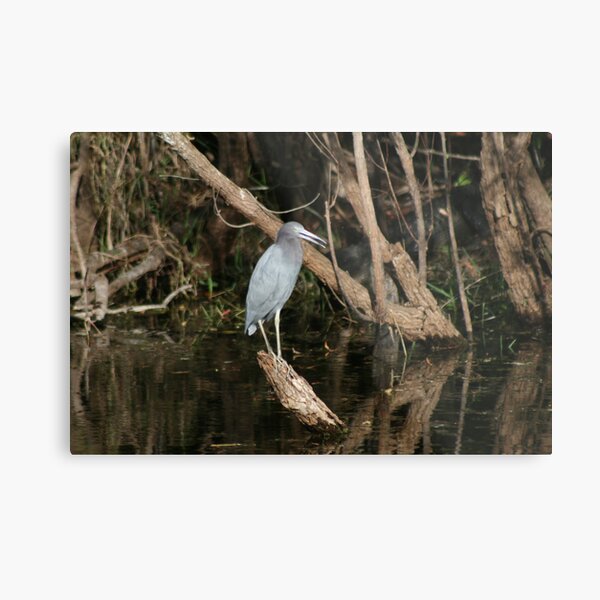 Little Blue............. Metal Print