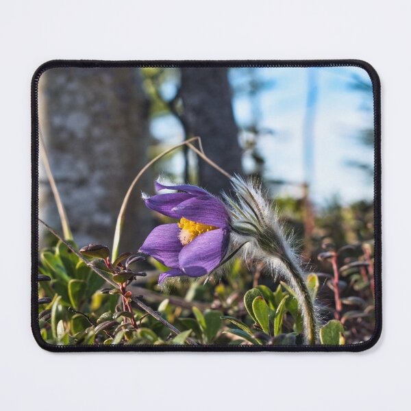 Item preview, First Bloom of Spring designed and sold by mahnkephotos.