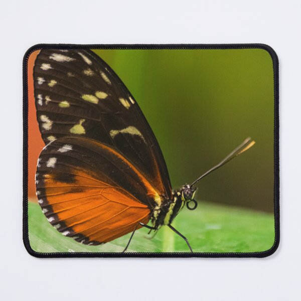 Item preview,  tarricina longwing butterfly designed and sold by Martin Leber.