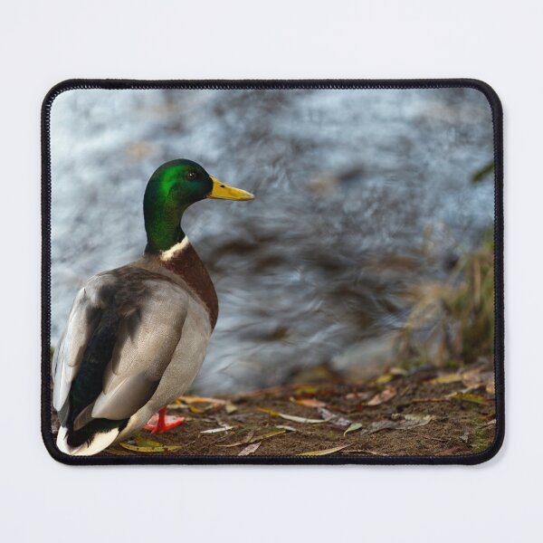 Item preview, Mallard Duck by the Lakeside designed and sold by NatureSouvenirs.