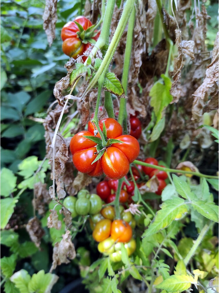 Design-Ansicht von Eine gezahnte Tomate, designt und verkauft von Gourmetkater