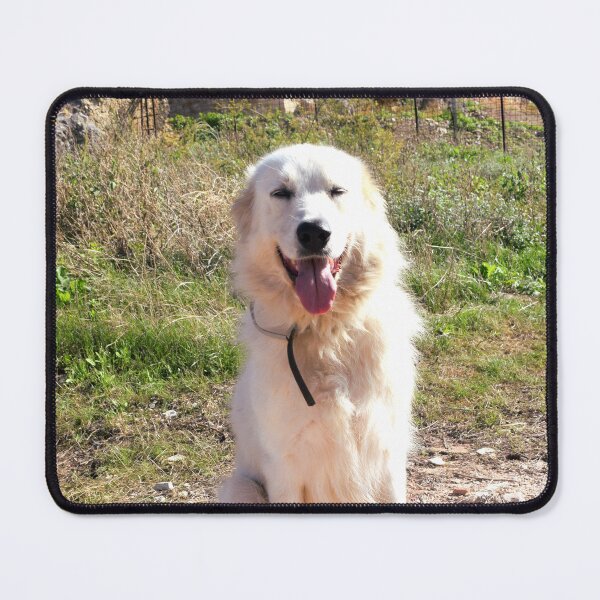 Item preview, Maremma sheepdog sitting 2 designed and sold by Furiarossa.