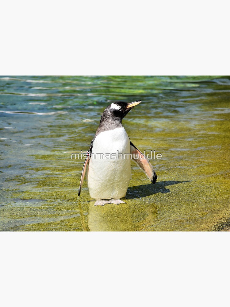 Cute Gentoo penguin in water Art Board Print for Sale by ...