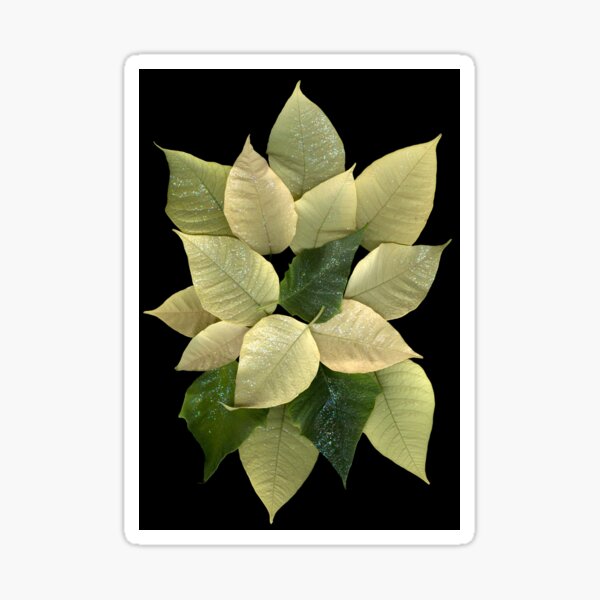 White Poinsettia 2 Dark Botanical Sticker