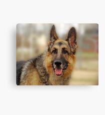 Honey at 8 Canvas Print