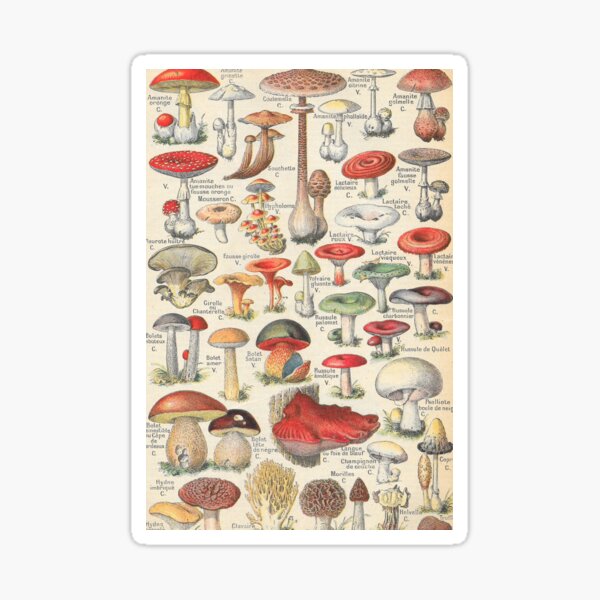 Antique Mushroom Book Page Sticker