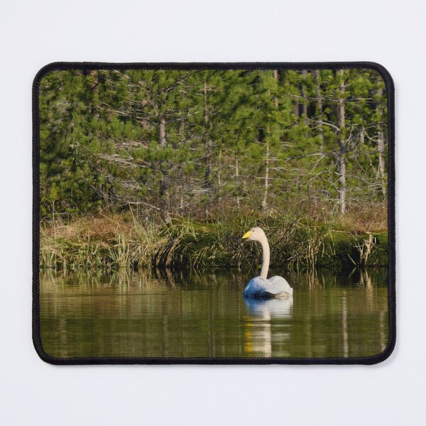 Item preview, The pair and incubation period behind the pines. Whooper swan designed and sold by Jouko Lehto Photography.