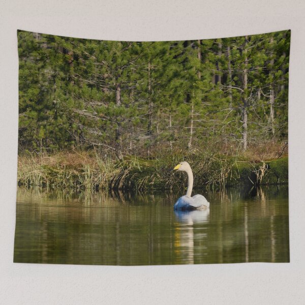 Item preview, The pair and incubation period behind the pines. Whooper swan designed and sold by Jouko Lehto Photography.