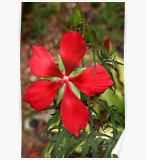Texas Star Hibiscus II Poster