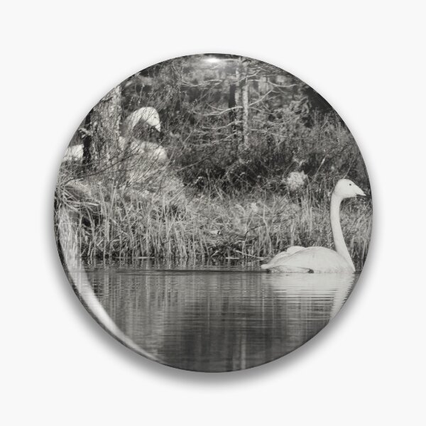 Item preview, The pair and incubation period. Whooper swan designed and sold by Jouko Lehto Photography.